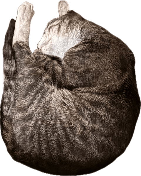 Sox the Street Cat
